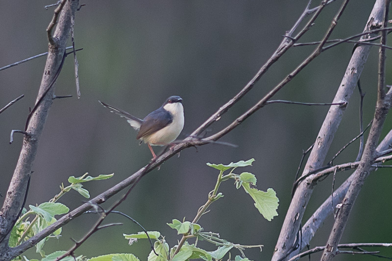 Grijze Prinia